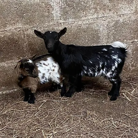 Un Dodo Dans La P'tite Ferme Vibeuf