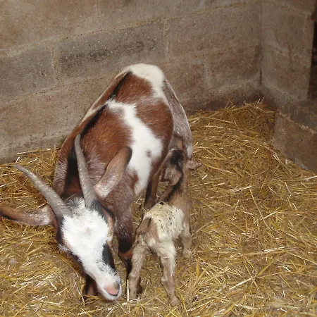 Un Dodo Dans La P'tite Ferme Vibeuf